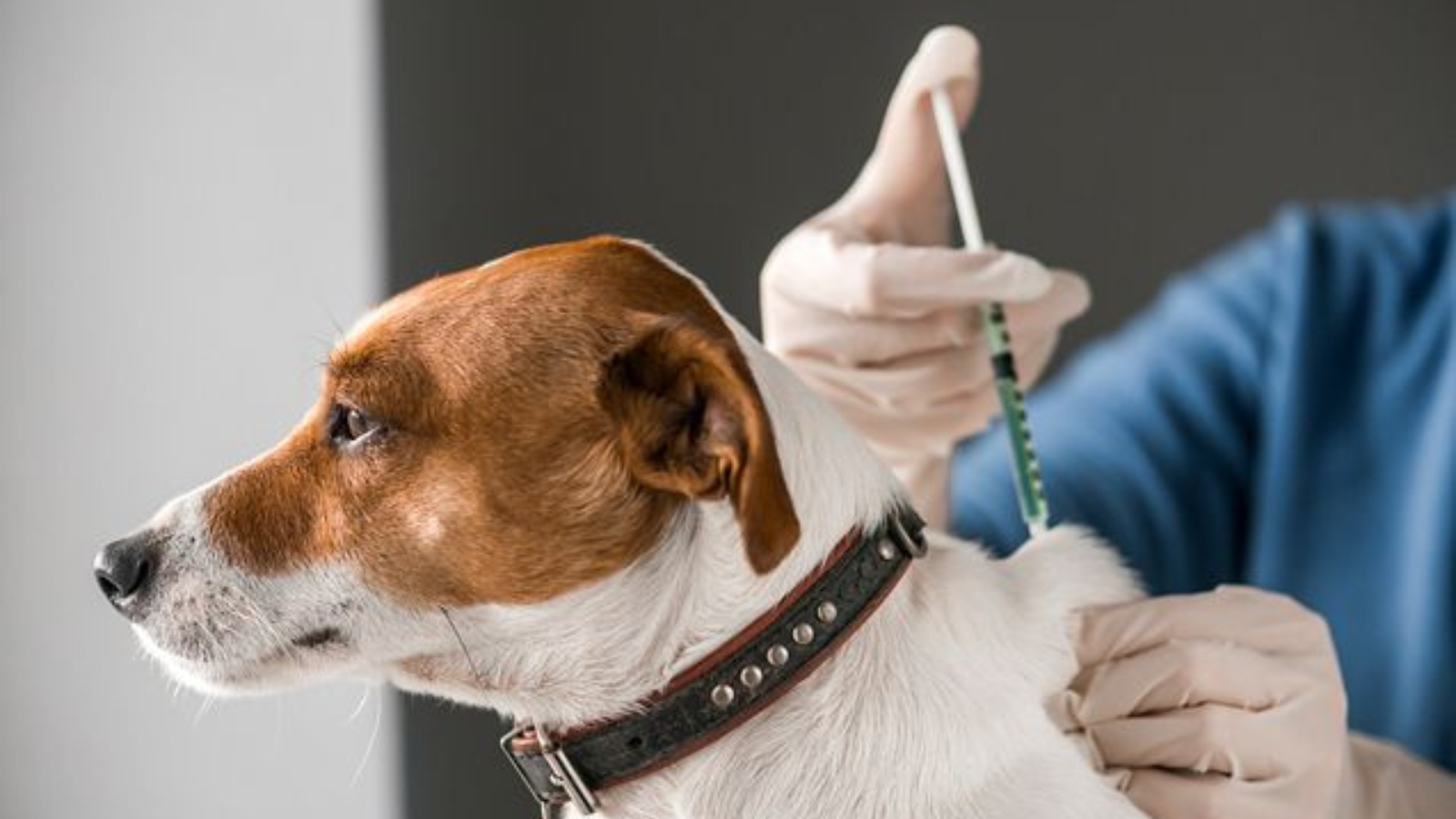 Healthy Paws Service - Nysea Dogs
